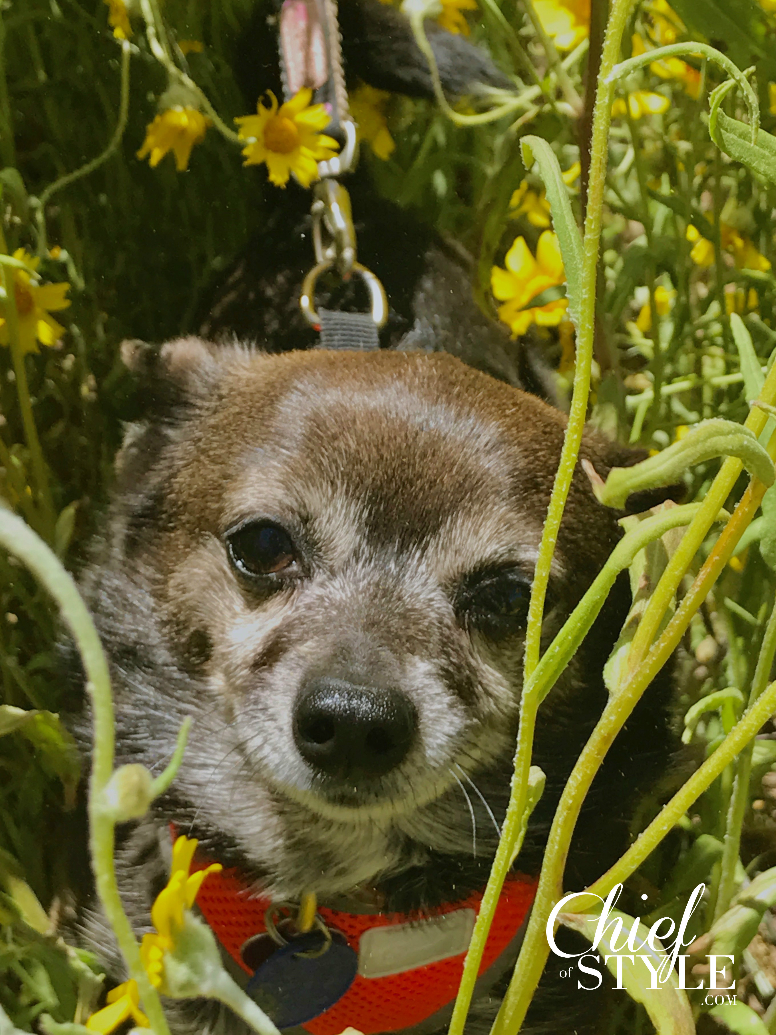 Valentino came along for the journey to Carrizo Plain in California to see the Desert Superbloom of wild flowers. 